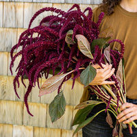 
    



Amaranth 'Oeschberg'
