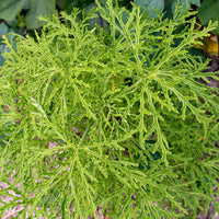 
    



Geranium 'Skeleton Rose' 
