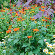 Sunflower - Mexican 'Torch'