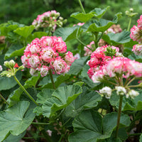Geranium 'Appleblossom Rosebud'