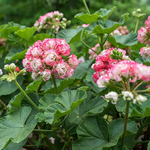 
    



Geranium 'Appleblossom Rosebud' 
