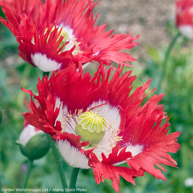 
  



Poppy 'Danish Flag'
