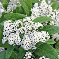 
    



Heliotrope 'White' 
