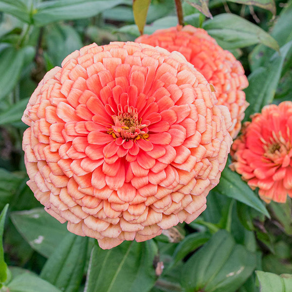 Zinnia 'Eldorado'