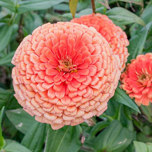 
    



Zinnia 'Eldorado'
