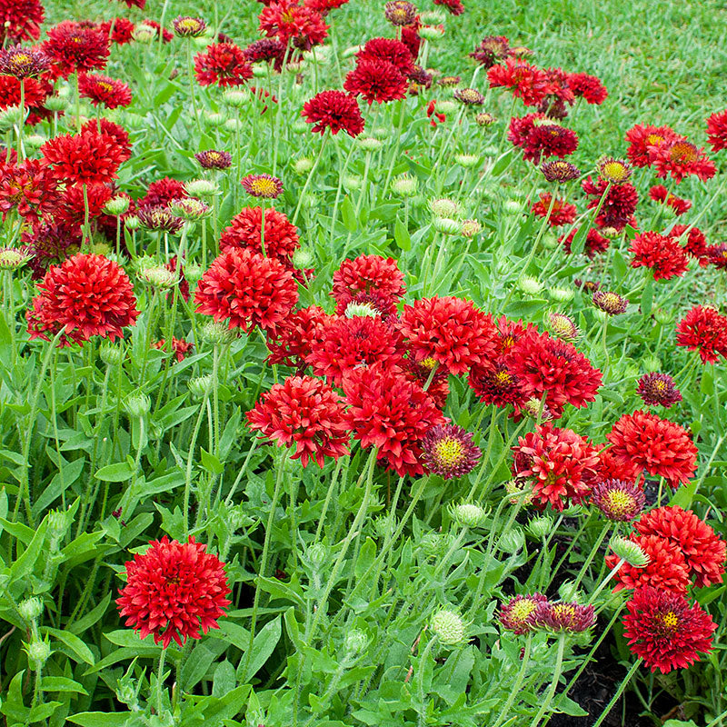 
  



Blanket Flower 'Red Plume'
