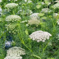 
    



Ammi 'Green Mist'
