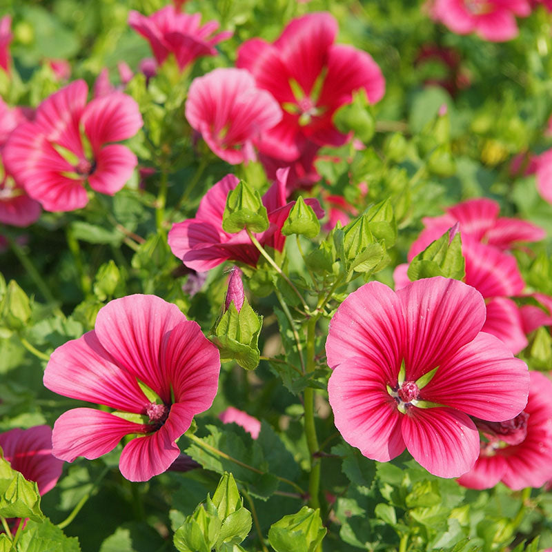 Malope 'Vulcan'