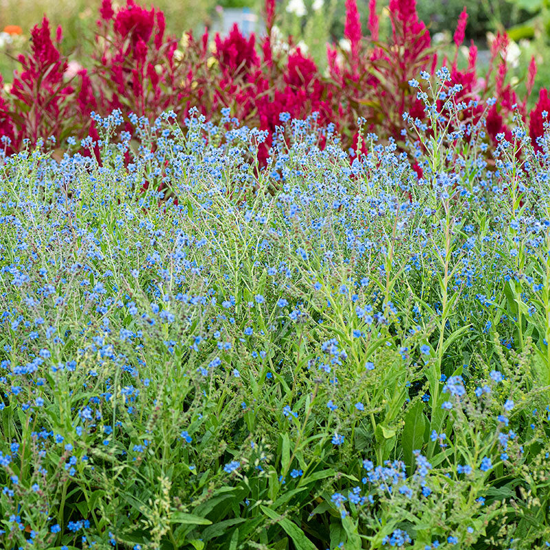 Chinese Forget Me Not 'Firmament'