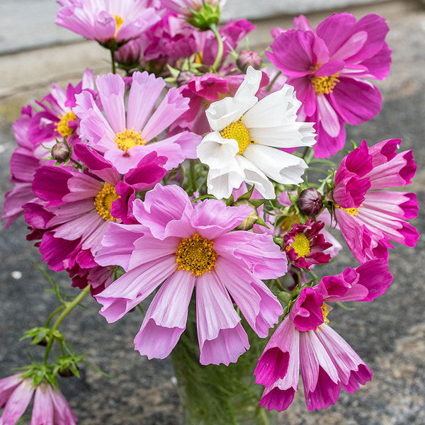 
    



Cosmos 'Seashells Mix'
