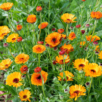 
    



Calendula 'Indian Prince'
