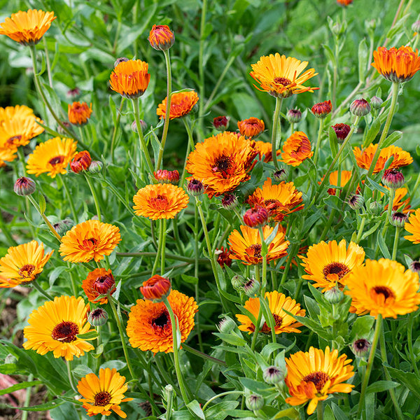 
    



Calendula 'Indian Prince'
