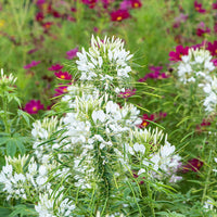 
    



Cleome 'White Queen'
