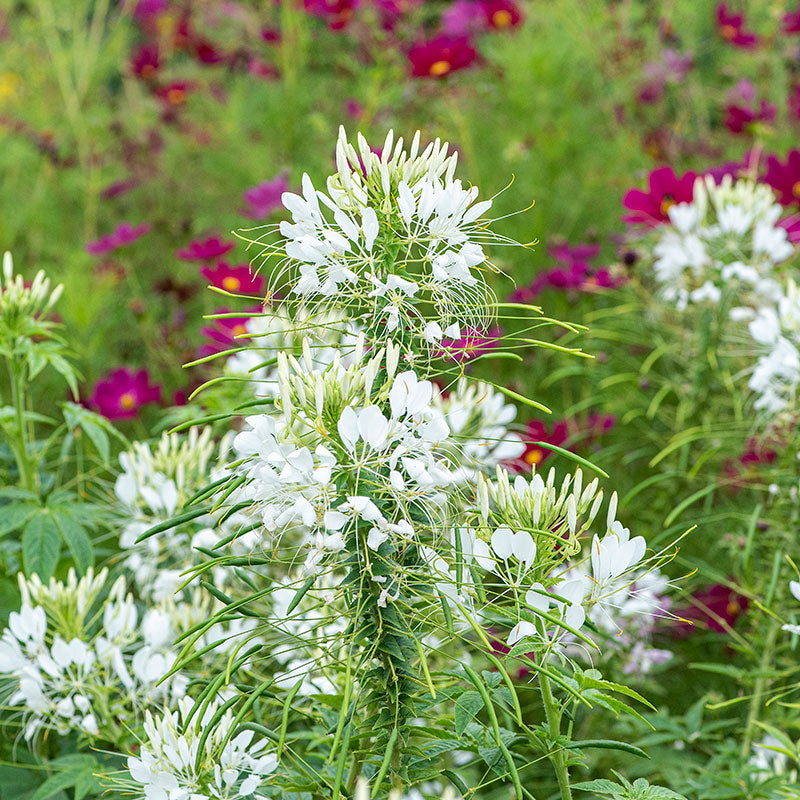 
  



Cleome 'White Queen'
