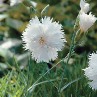 Pink 'Mrs. Sinkins'
