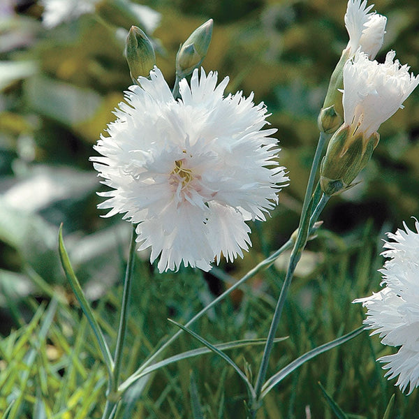 Pink 'Mrs. Sinkins'