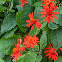 
    



Mexican Flame Vine 'Sao Paulo' 
