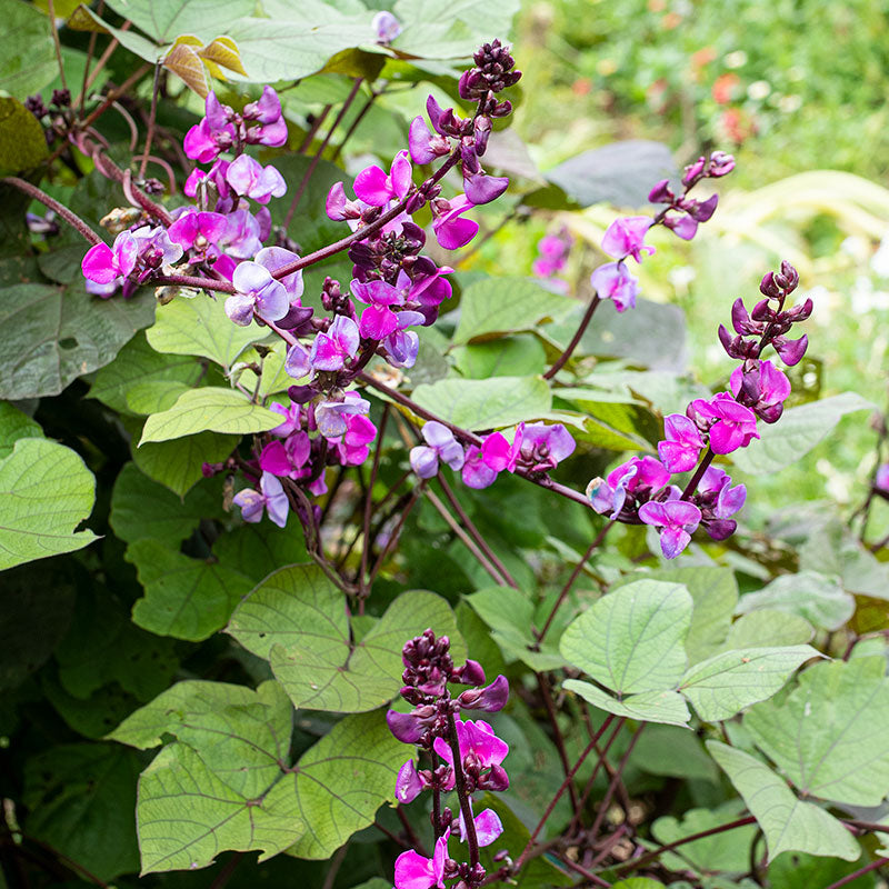 
  



Hyacinth Bean 'Ruby Moon'
