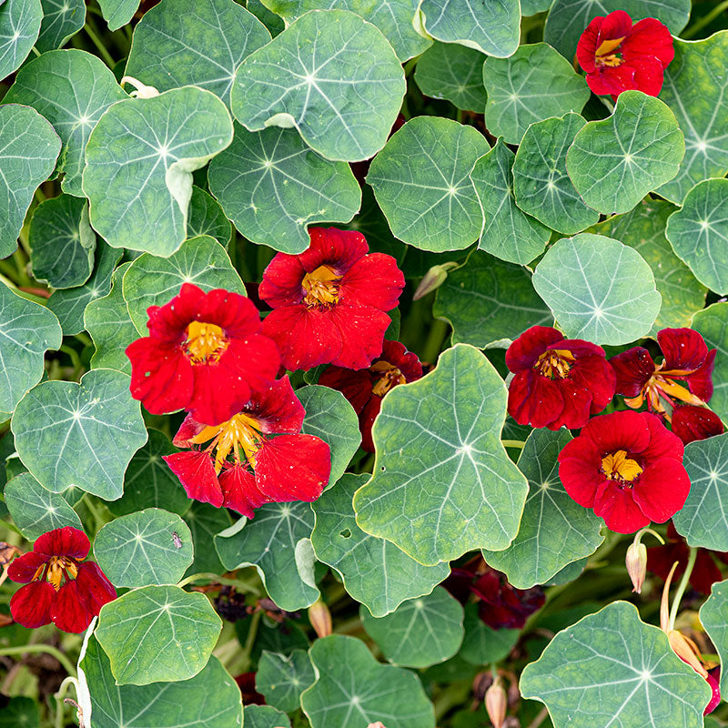 Nasturtium 'Black Velvet'