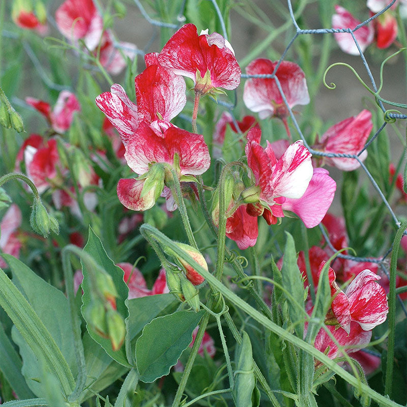 
  



Sweet Pea 'America'
