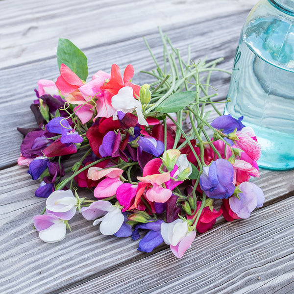 
    



Sweet Pea 'Old Spice Mix'
