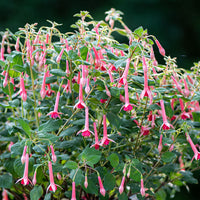 Fuchsia 'Billy Green'