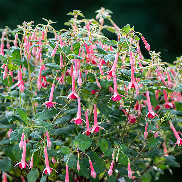 
    



Fuchsia 'Billy Green' 
