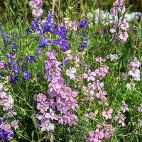 
    



Larkspur 'Bunny Bloom' Organic
