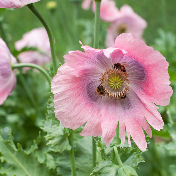 
    



Poppy 'Imperial Pink' Organic
