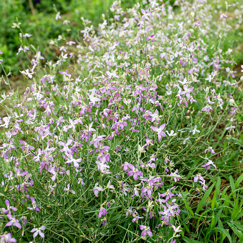 Stock - Evening Scented