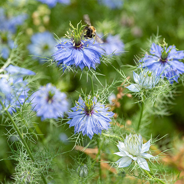 
    



Love-in-a-Mist 'Miss Jekyll Blue'
