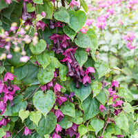 
    



Purple Bell Vine
