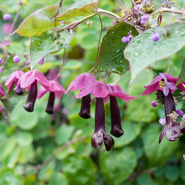 Purple Bell Vine