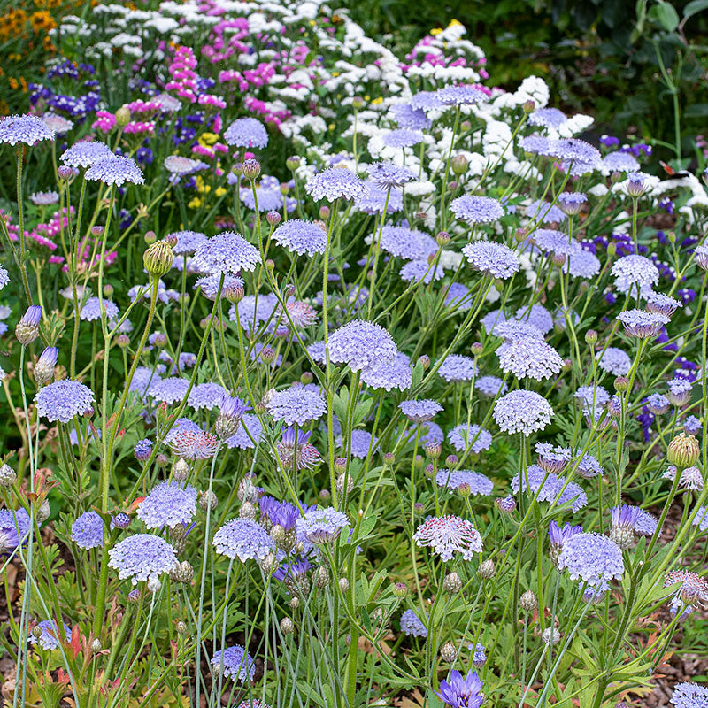 Blue Lace Flower