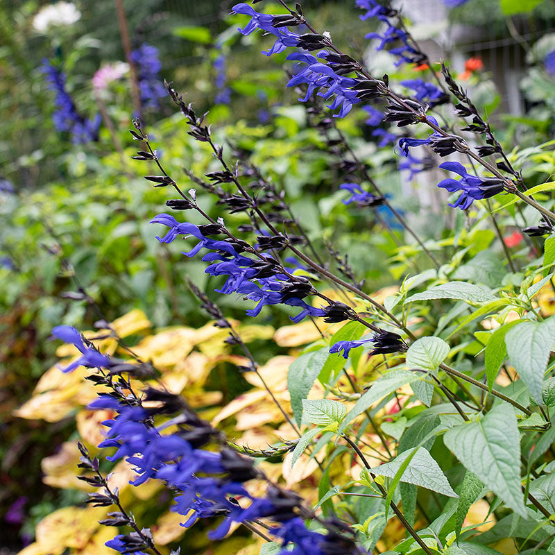 Salvia 'Black & Blue' - S1