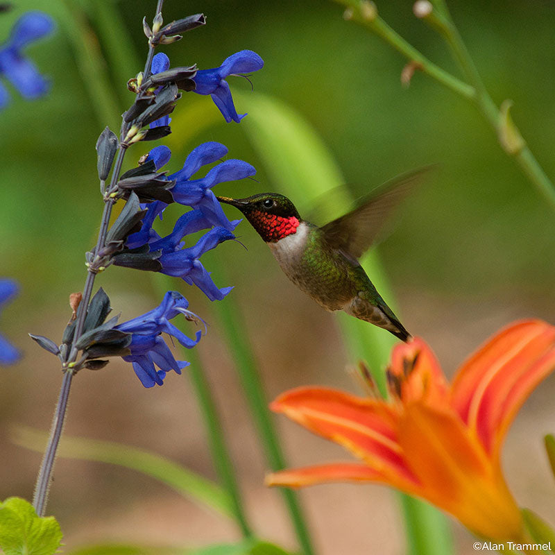 Salvia 'Black & Blue' - S1