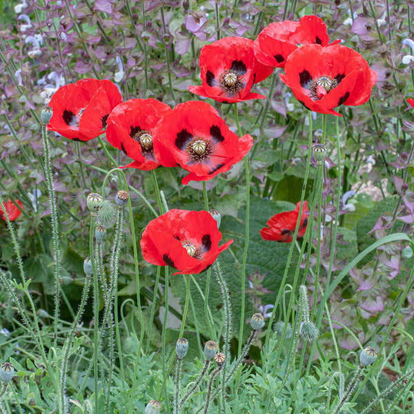 
    



Poppy 'Ladybird'
