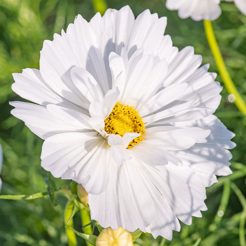 
  



Cosmos 'Psyche White'
