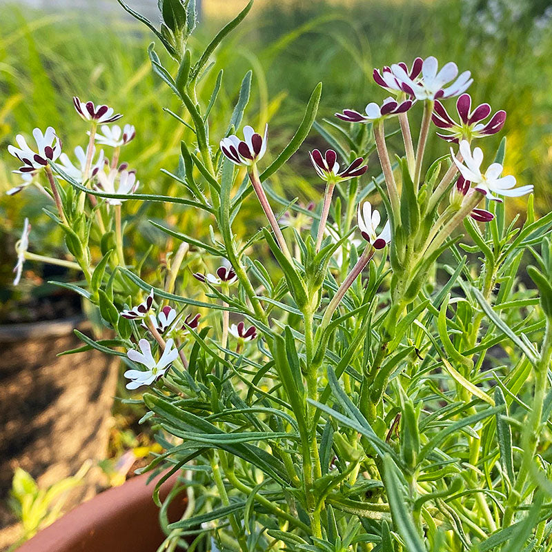 Night Phlox 'Midnight Candy'