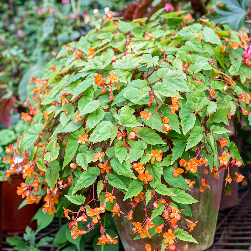 Sutherland Begonia - S1