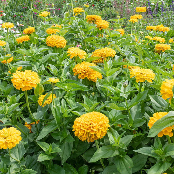 Zinnia 'Benary's Giant Golden Yellow'