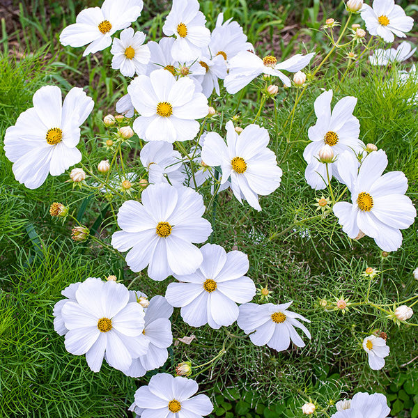 
    



Cosmos 'Sonata™ White'
