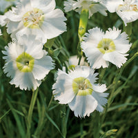Pink 'Charles Musgrave'