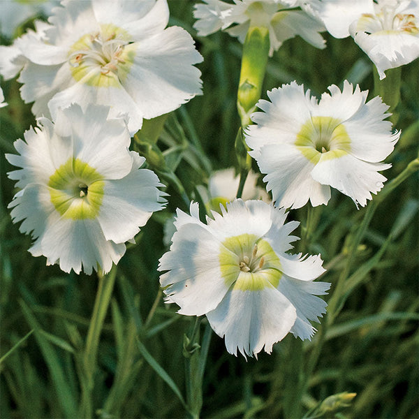 Pink 'Charles Musgrave'