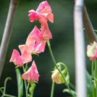 
    



Sweet Pea 'Miss Willmott'
