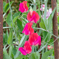 
    



Sweet Pea 'Prince Edward of York'
