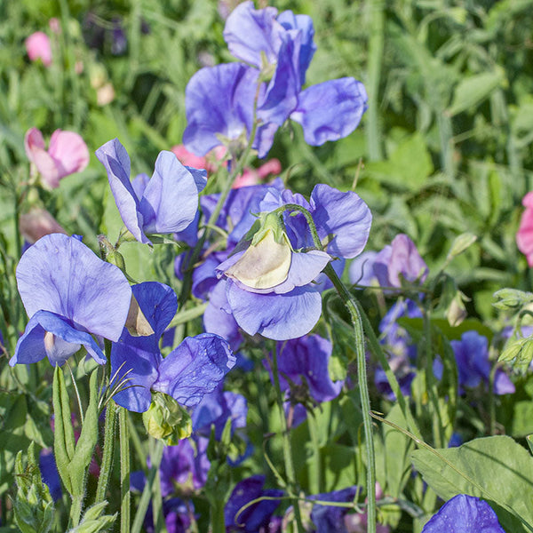 Sweet Pea 'Lady Grisel Hamilton'