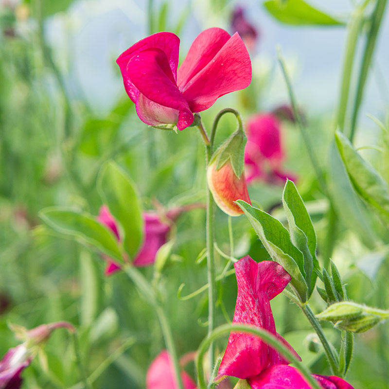 Sweet Pea 'King Edward VII'