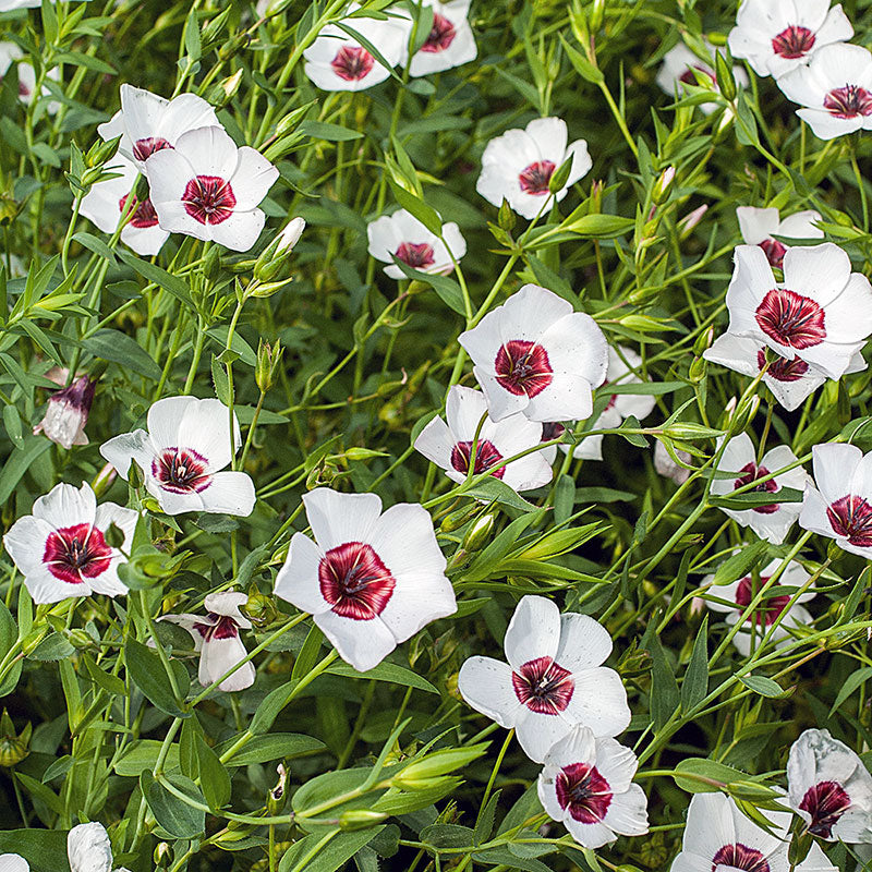 
  



Flax 'Bright Eyes'
