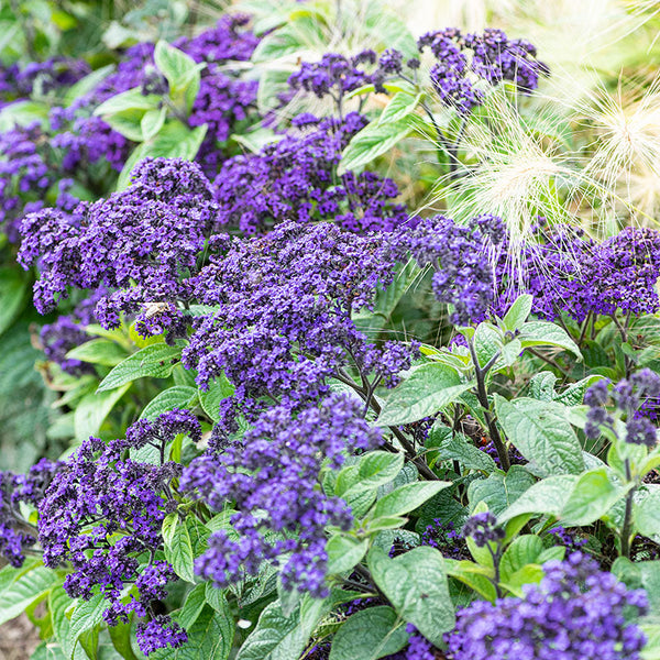 
    



Heliotrope 'Marine'
